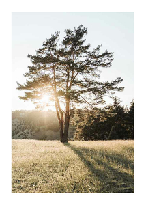 Plagát Tree in Sunlight