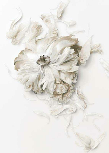 Peony Petals No1-3